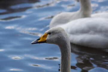 Obraz premium 厳しい寒さを避けて越冬で飛来地へと渡ってきた、美しい白い羽毛のハクチョウ