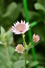 薄ピンクのアストランティア