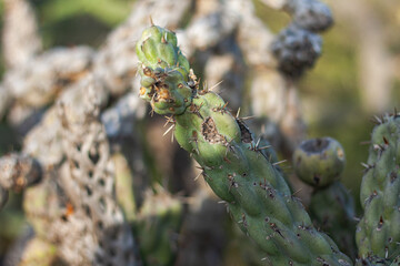 Obraz premium Cylindropuntia fulgida or commonly called choya. 
