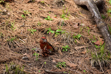 地面に下りた春のイスカ