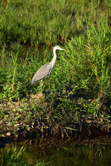 夏の川原のアオサギ