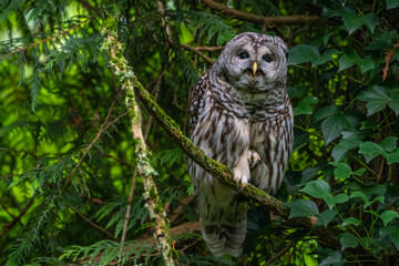 2021-02-28 A BARRED OWL PERCHED INA TREE WITH A BRIGHT GREEN BACKGROUND
