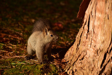晩秋の朝のエゾリス