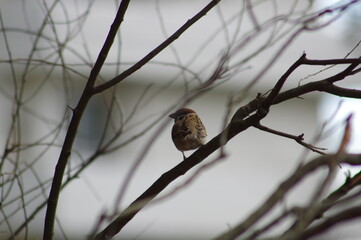 Obraz premium 木の枝にとまり羽を休めるスズメ