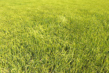 Fresh yellow and green color of rice field in Thailand.