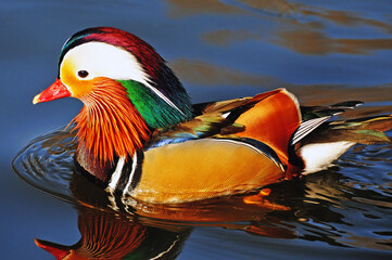 mandarin duck 