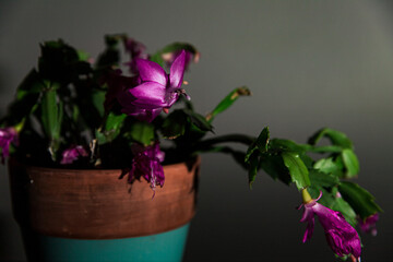 Indoor Plant in a Pot Blooming