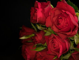 Beautiful red roses - close up view macro shot