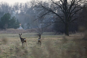 Fototapeta na wymiar two young deer in a clearing