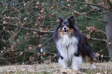 Shetland Sheepdog Sheltie