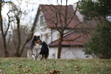 Shetland Sheepdog Sheltie
