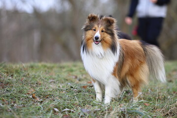 Shetland Sheepdog