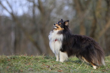 Shetland Sheepdog Sheltie