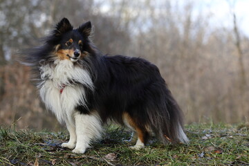 Shetland Sheepdog Sheltie