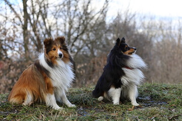   two dogs sitting politely in the grass  Shetland Sheepdog Sheltie