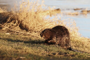 a beaver on the grass by the river bank, Vistula river in Poland