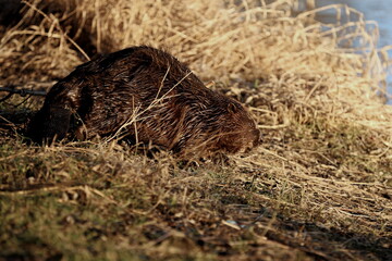 a beaver on the grass by the river bank