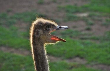 avestruz