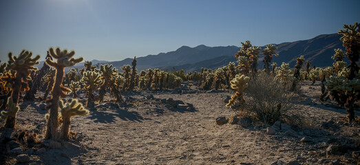 Morning in Cholla Cactus Garen 