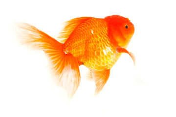 Gold fish. Isolation on the white