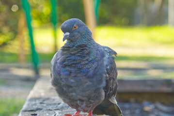 Pigeon resting