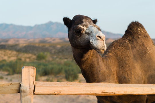 Desert Camel In Southern Nevada