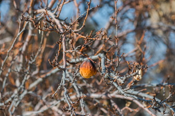 Close up of dried up almost dead fig alone of barren tree branches in the sun