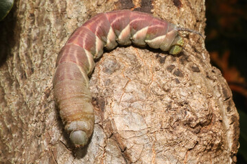 Close up detail of a large hawk moth caterpillar on the bark of a tree. Unique and intersting insect.
