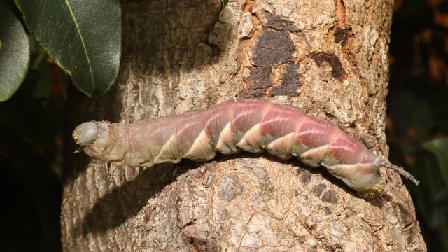 A large green, soft pink, eucalypt and white striped hawk moth caterpiller on a bark truck of a tree.