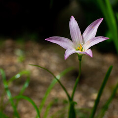 Fototapeta premium pink flower