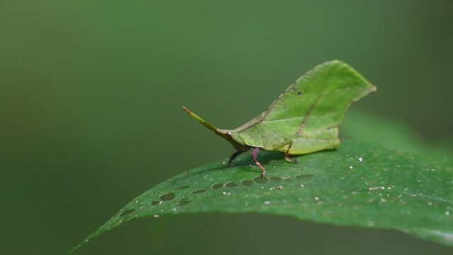 Leaf-mimic, Katydids, 4k footage, Kaeng Krachan National Park, Thailand; seen on top of a leaf moving with a gentle wind under the shade of the jungle while moving one of its left rear limb.