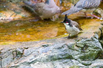 The red-whiskered bulbul (Pycnonotus jocosus) is a passerine bird found in Asia. It is a member of the bulbul family. It is a resident frugivore found mainly in tropical Asia.