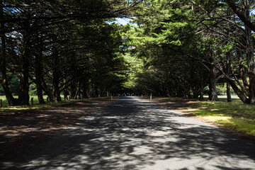 Long Road with Trees