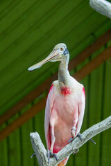 The roseate spoonbill is a gregarious wading bird of the ibis and spoonbill family. 
It is a resident breeder in South America.
Adults have a bare greenish head and a white neck, back and breast 