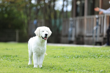 愛犬のポートレート