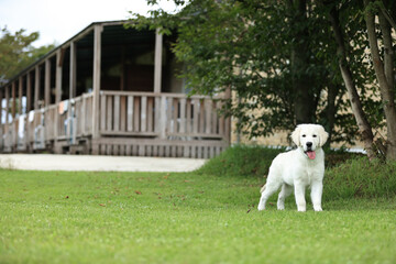 愛犬のポートレート