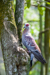The speckled pigeon (Columba guinea), or African rock pigeon, is a pigeon that is a resident breeding bird in much of Africa south of the Sahara