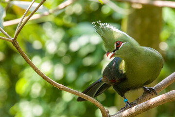 The Livingstone's turaco (Tauraco livingstonii) is a species of bird in the family Musophagidae. 
It is distributed through the subtropical lowlands of southeastern Africa.