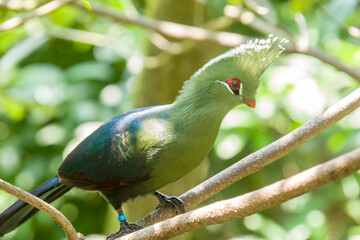 The Livingstone's turaco (Tauraco livingstonii) is a species of bird in the family Musophagidae. 
It is distributed through the subtropical lowlands of southeastern Africa.