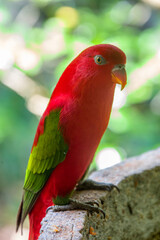 Fototapeta na wymiar The chattering lory (Lorius garrulus) is a forest-dwelling parrot endemic to North Maluku, Indonesia. It is considered vulnerable, the main threat being from trapping for the cage-bird trade.