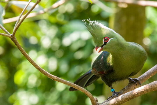 The Livingstone's turaco (Tauraco livingstonii) is a species of bird in the family Musophagidae. 
It is distributed through the subtropical lowlands of southeastern Africa.