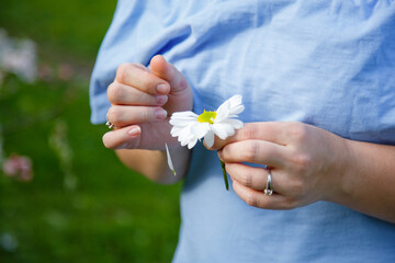 Loves or not loves me, plucking off the petals of a camomile. Human hands tear on a petal from a head of daisies on a blue background, top view.