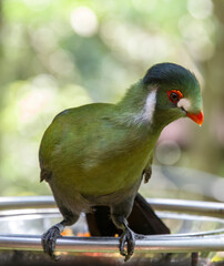 White-cheeked turaco (Tauraco leucotis) is a species of bird in the family Musophagidae. 
It is found in Eritrea, Ethiopia, and South Sudan.