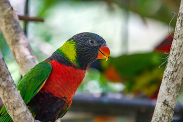 The sunset lorikeet (Trichoglossus forsteni) is a species of parrot that is endemic to the...