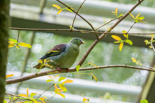 The thick-billed green pigeon (Treron curvirostra) is a species of bird in the family Columbidae.
A thick pale greenish bill with red base, broad bluish-Green eye ring.