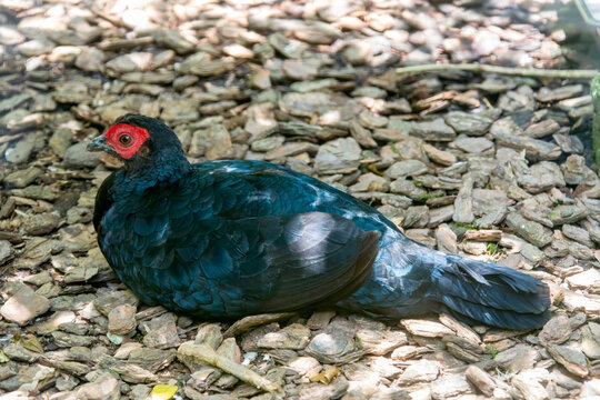 The crestless fireback (Lophura erythrophthalma) is a species of bird in the family Phasianidae. It is found in Brunei, Indonesia, Malaysia, and Singapore.