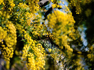 close up of yellow blossoms