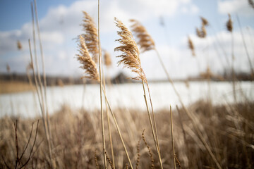 Early spring day at the marsh with the lake and ponds still frozen over, plant life coming alive.