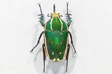 insect specimen