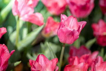 Beautiful bouquet of tulips. colorful tulips. nature background